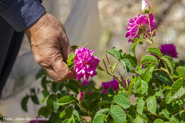 برداشت گلِ محمدی در شهرستان محلات برداشت گلِ محمدی در شهرستان محلات