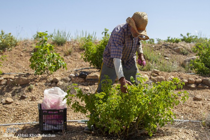 برداشت گلِ محمدی در شهرستان محلات برداشت گلِ محمدی در شهرستان محلات
