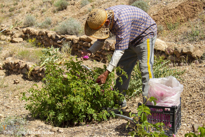 برداشت گلِ محمدی در شهرستان محلات برداشت گلِ محمدی در شهرستان محلات
