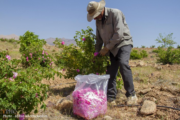 برداشت گلِ محمدی در شهرستان محلات برداشت گلِ محمدی در شهرستان محلات