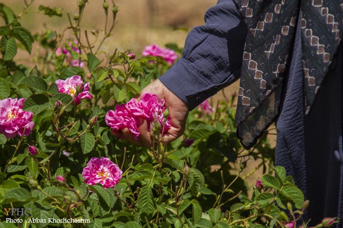 برداشت گلِ محمدی در شهرستان محلات برداشت گلِ محمدی در شهرستان محلات