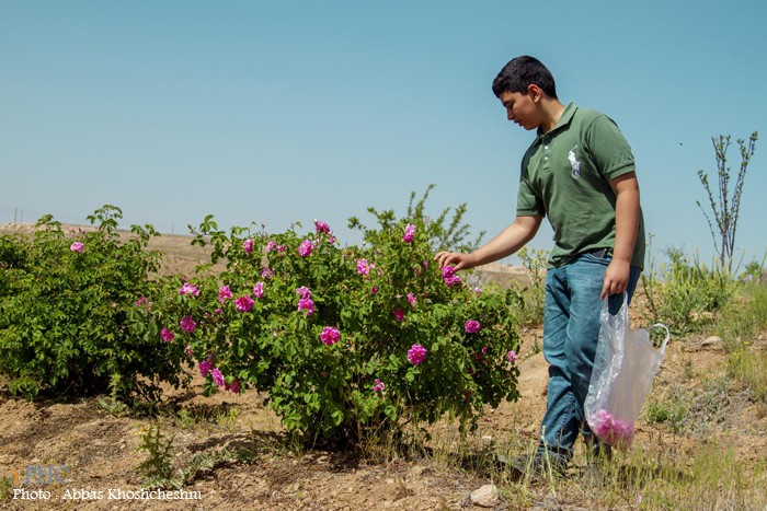برداشت گلِ محمدی در شهرستان محلات برداشت گلِ محمدی در شهرستان محلات
