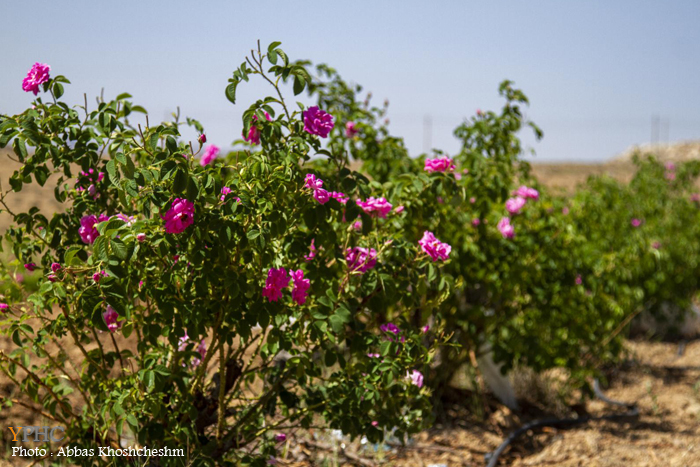 برداشت گلِ محمدی در شهرستان محلات برداشت گلِ محمدی در شهرستان محلات