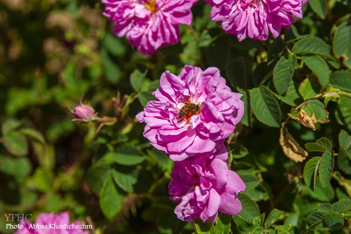 برداشت گلِ محمدی در شهرستان محلات برداشت گلِ محمدی در شهرستان محلات