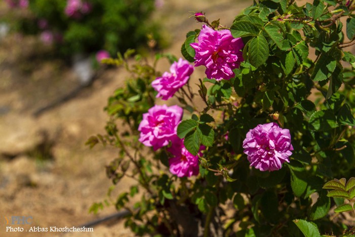 برداشت گلِ محمدی در شهرستان محلات برداشت گلِ محمدی در شهرستان محلات