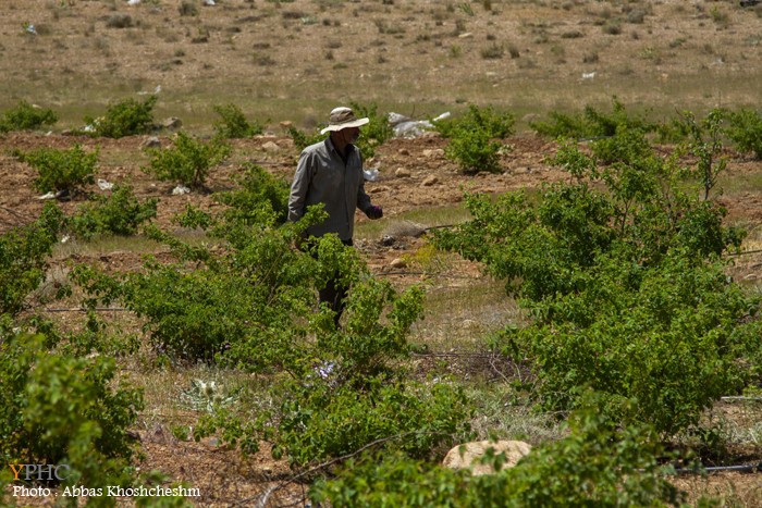 برداشت گلِ محمدی در شهرستان محلات برداشت گلِ محمدی در شهرستان محلات