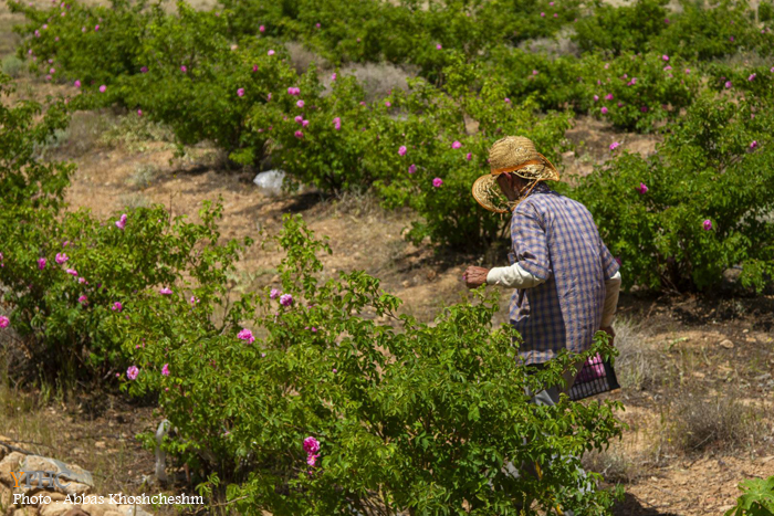 برداشت گلِ محمدی در شهرستان محلات برداشت گلِ محمدی در شهرستان محلات
