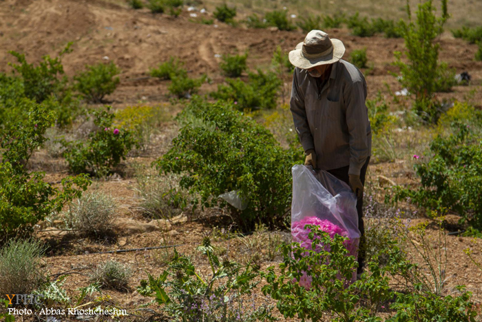 برداشت گلِ محمدی در شهرستان محلات برداشت گلِ محمدی در شهرستان محلات