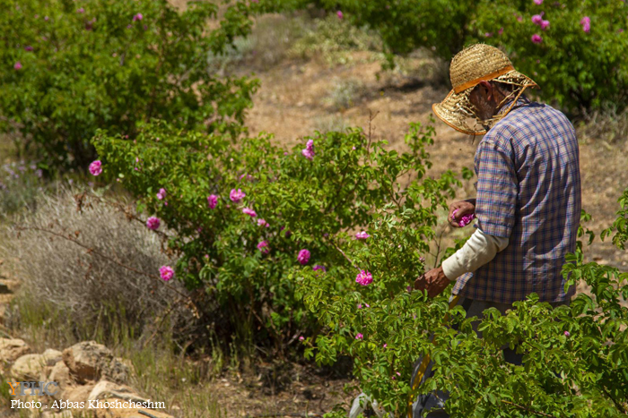 برداشت گلِ محمدی در شهرستان محلات برداشت گلِ محمدی در شهرستان محلات