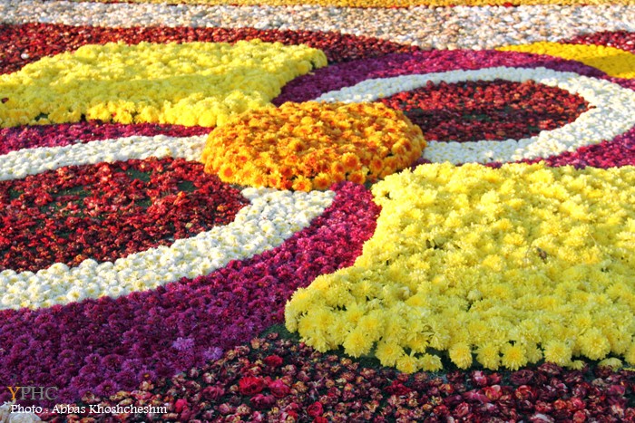گزارش تصویری _ بزرگترین فرش سرگل آسیا در محلات گزارش تصویری _ بزرگترین فرش سرگل آسیا در محلات