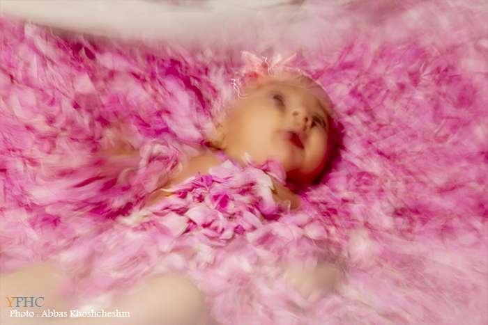 جشنواره گل و گلاب در شهرستان محلات