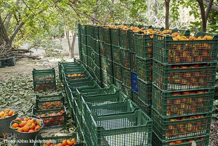 برداشت خرمالو از باغات سولقان بخش کن تهران