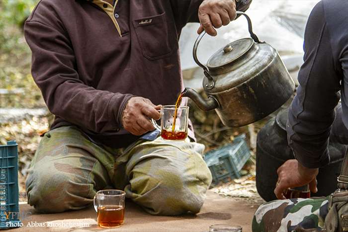 برداشت خرمالو از باغات سولقان بخش کن تهران