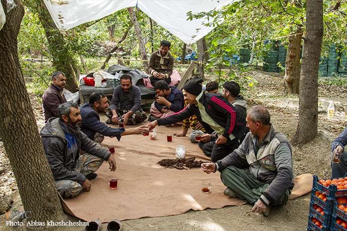 برداشت خرمالو از باغات سولقان بخش کن تهران