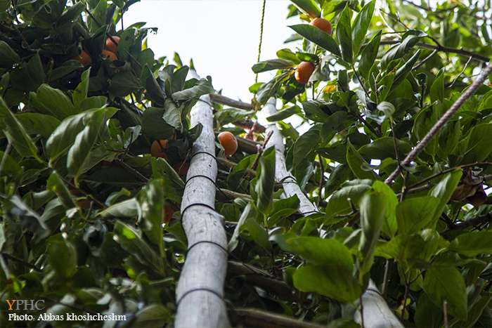 برداشت خرمالو از باغات سولقان بخش کن تهران