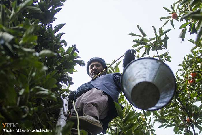 برداشت خرمالو از باغات سولقان بخش کن تهران