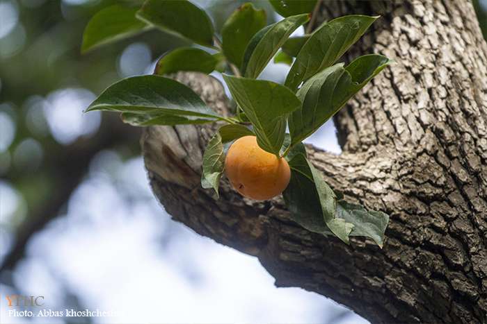 برداشت خرمالو از باغات سولقان بخش کن تهران