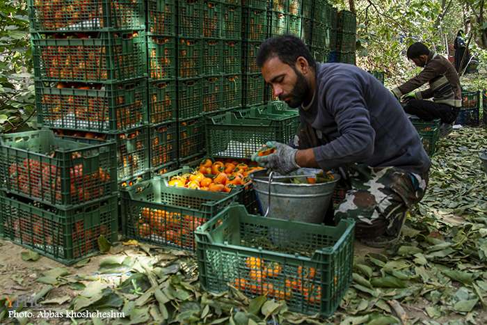 برداشت خرمالو از باغات سولقان بخش کن تهران