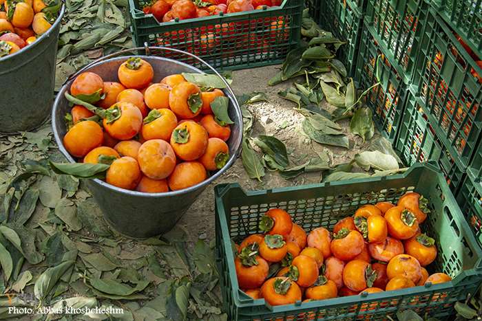 برداشت خرمالو از باغات سولقان بخش کن تهران