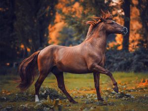 دورهمی عکاسی از اسب