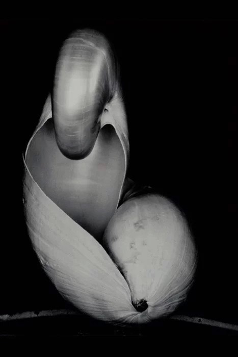 سـال _ ادوارد وسـتون _ معرفی پرچمداران عکاسی مدرن (بخش سوم)