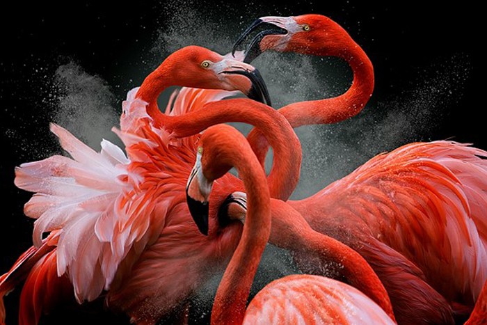 اعلام برندگان مسابقه عکاسی خلاق Siena 2020