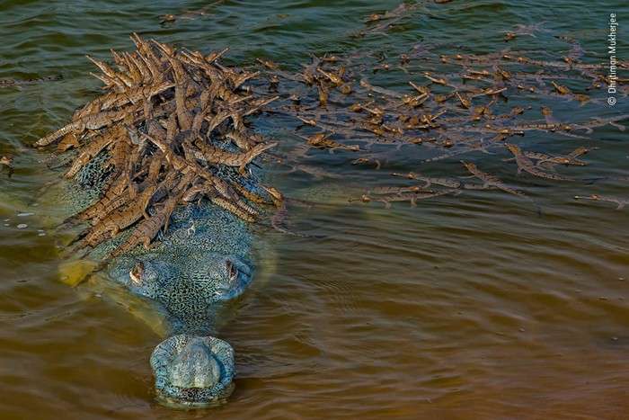 منتخبی از تصاویرمسابقه عکاسی حیات وحش سال 2020