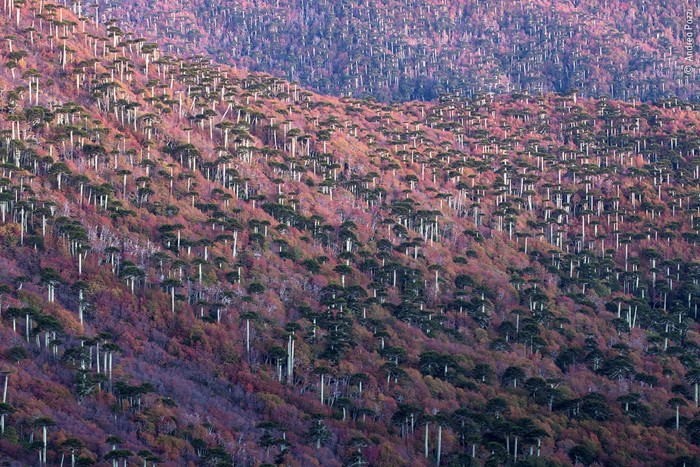 منتخبی از تصاویرمسابقه عکاسی حیات وحش سال 2020