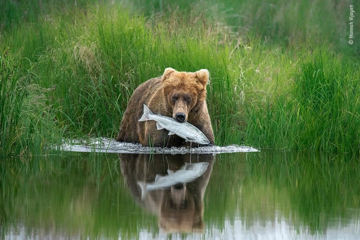 منتخبی از تصاویرمسابقه عکاسی حیات وحش سال 2020