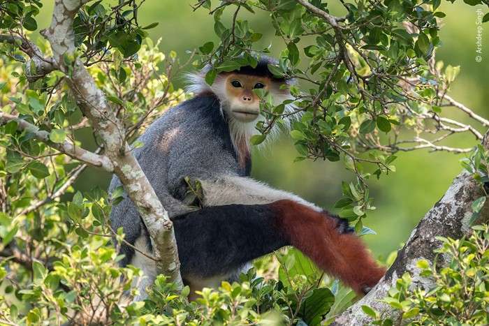 منتخبی از تصاویرمسابقه عکاسی حیات وحش سال 2020