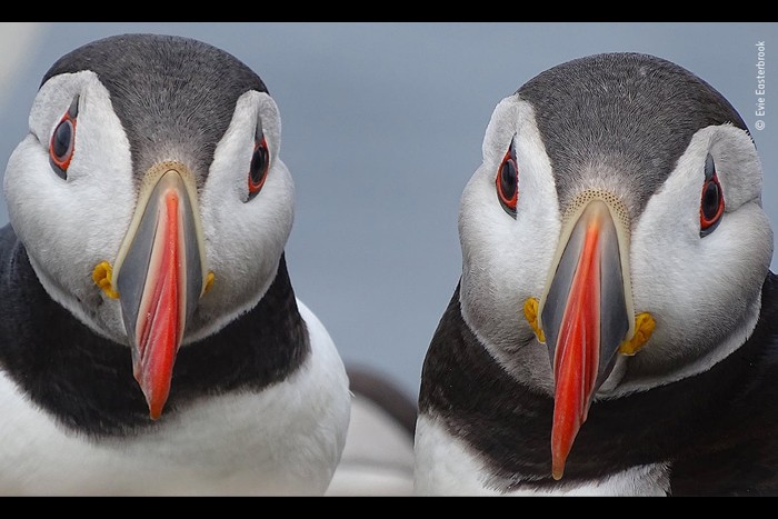 منتخبی از تصاویرمسابقه عکاسی حیات وحش سال 2020