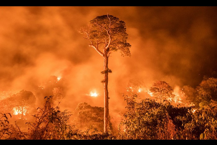 منتخبی از تصاویرمسابقه عکاسی حیات وحش سال 2020