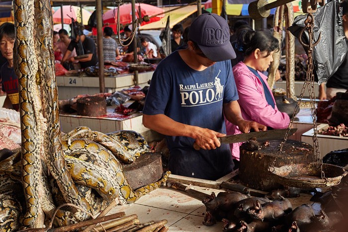 منتخبی از تصاویرمسابقه عکاسی حیات وحش سال 2020