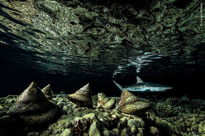 منتخبی از تصاویرمسابقه عکاسی حیات وحش سال 2020