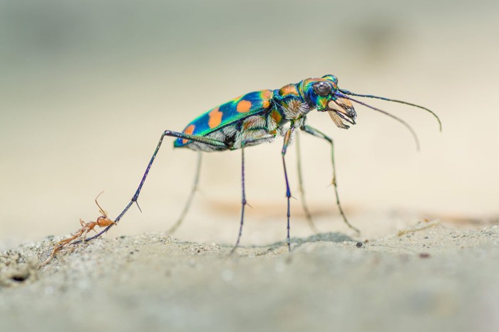 اعلام برندگان مسابقه عکاسی حیات وحش سال 2020