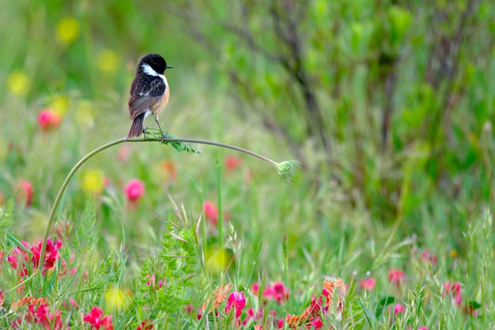 اعلام برندگان مسابقه عکاسی حیات وحش سال 2020