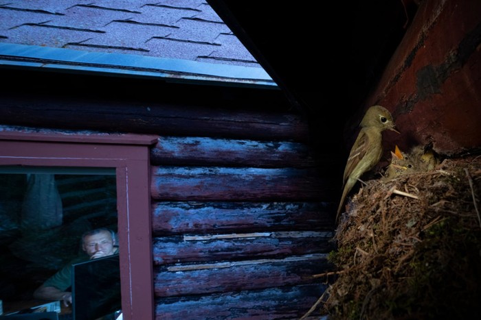 اعلام برندگان مسابقه عکاسی حیات وحش سال 2020