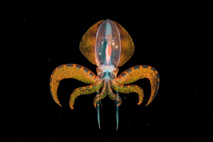 اعلام برندگان مسابقه عکاسی حیات وحش سال 2020