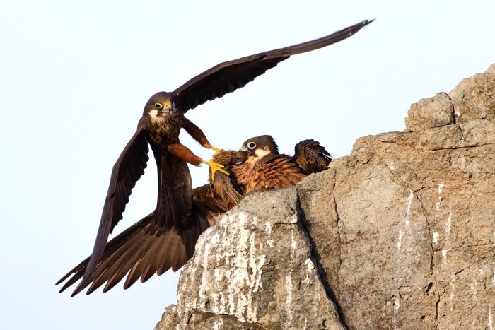 اعلام برندگان مسابقه عکاسی حیات وحش سال 2020