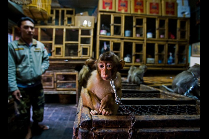 اعلام برندگان مسابقه عکاسی حیات وحش سال 2020