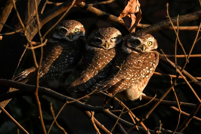 عکس های منتخب حیات وحش هفته سوم دسامبر۲۰۲۰