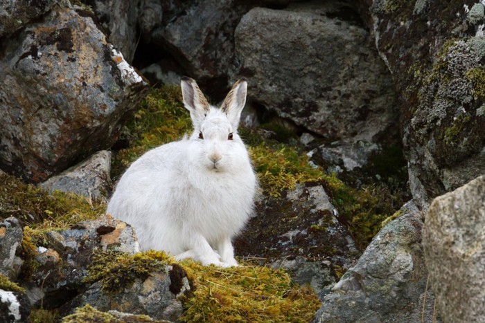 عکس های منتخب حیات وحش هفته سوم دسامبر۲۰۲۰