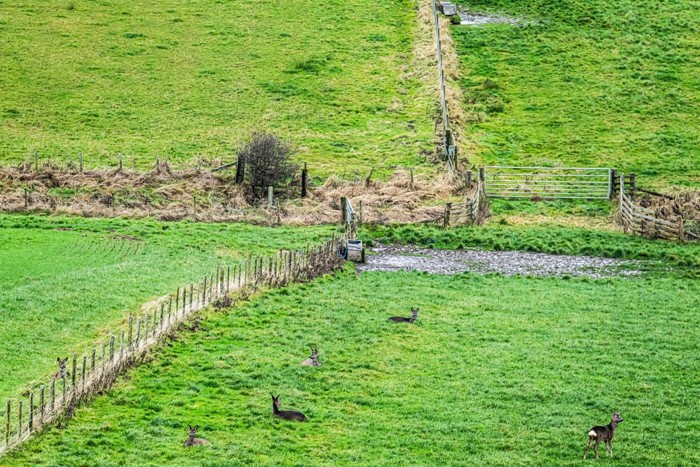 عکس های منتخب حیات وحش هفته سوم دسامبر۲۰۲۰