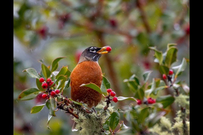 عکس های منتخب حیات وحش هفته سوم دسامبر۲۰۲۰