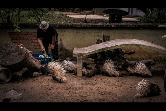 عکس های منتخب حیات وحش هفته سوم دسامبر۲۰۲۰