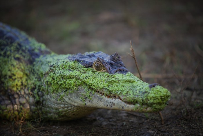 عکس های منتخب حیات وحش هفته سوم دسامبر۲۰۲۰