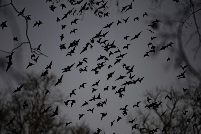 جهان _ عکس های منتخب حیات وحش هفته سوم دسامبر۲۰۲۰