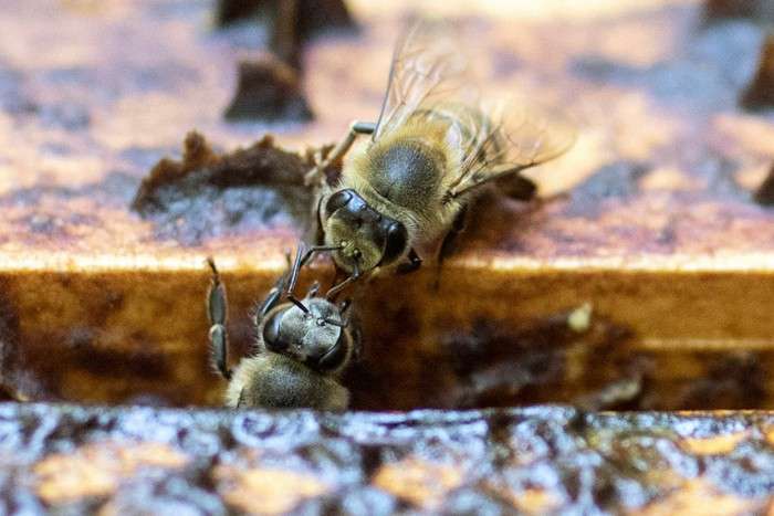 عکس های منتخب حیات وحش هفته چهارم فوریه 2021