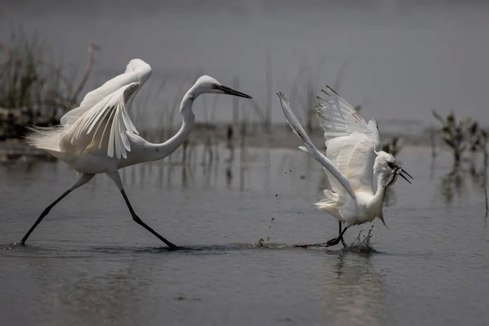 عکس های منتخب حیات وحش هفته سوم آوریل ۲۰۲۱