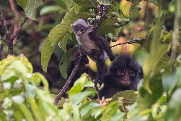 عکس های منتخب حیات وحش هفته سوم آوریل ۲۰۲۱